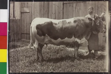 Vache - Pinzgau Gelbscheck
