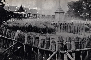 Les éléphants royaux de Bangkok