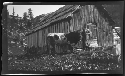 Vorderbachalm (pâturage de montagne) avec chalet alpin près de Goessl au lac Grundl