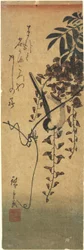 Oiseau sur une branche de glycine