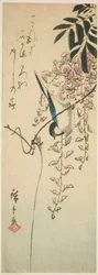 Oiseau sur glycine