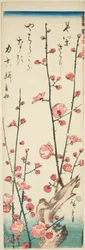 Branches de prunier en fleurs