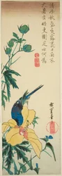 Oiseau bleu et hibiscus