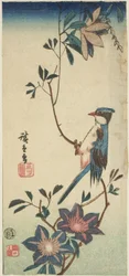 Oiseau bleu sur clématite