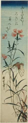 Papillon et œillets