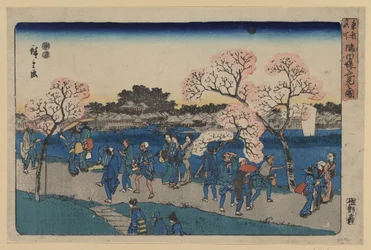 Fleurs de cerisier le long de la rivière Sumida. Sumida tsutsumi hanami no zu