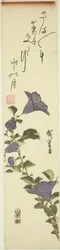Fleurs de cloche chinoises