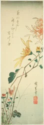 Chrysanthèmes