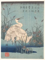 Aigrette dans les iris et les herbes