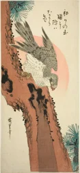 Faucon sur un pin avec le soleil levant