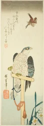 Faucon, moineau et narcisse