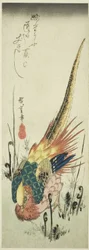 Faisan doré et fougères