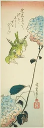 Oiseaux verts et hortensias