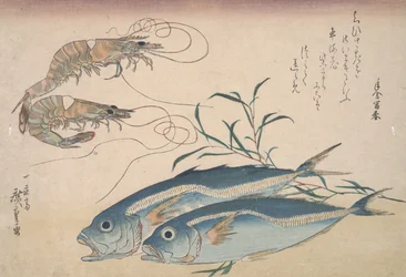 Sériole, crevettes d