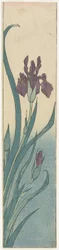 Iris, début du XIXe siècle