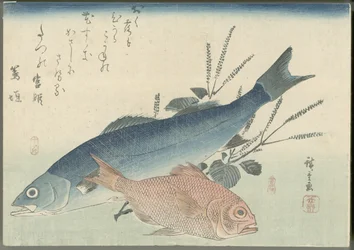 Bar japonais, daurade aux yeux dorés et plante de shiso
