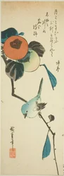 Oiseau à lunettes japonais et kakis