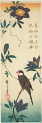 Moineau de Java et clématite