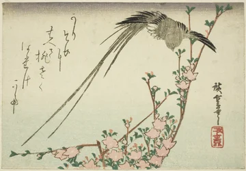 Oiseau à longue queue et fleurs de pêcher