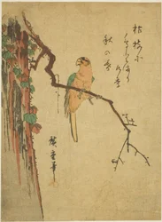 Ara sur un arbre couvert de lierre
