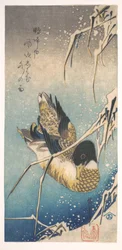 Canard colvert et roseaux couverts de neige