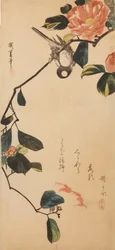 Mésange charbonnière sur une branche de camélia en fleurs
