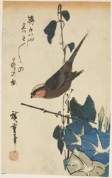 Moineau et gloires du matin