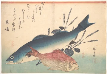 Poissons suzuki et kinmedai de la série Uozukushi (Toutes les variétés de poissons)