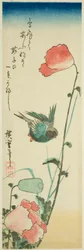 Hirondelle et coquelicots