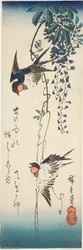 Hirondelles et glycine