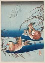 Deux paires de canards mandarins