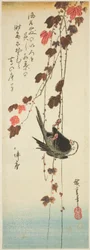 Oiseau à tête blanche et lierre