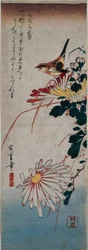 Troglodyte et chrysanthèmes