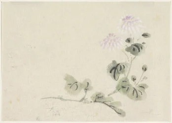 Chrysanthèmes blanc-violet