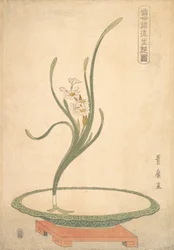 Arrangement floral de narcisses Suisen dans un plat vert plat