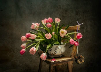 Élégantes tulipes roses