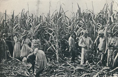 Une plantation de canne à sucre, 1916