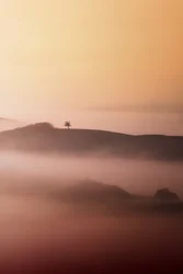Lone Tree Golden Mist
