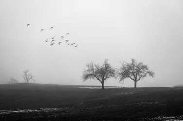 Arbres brumeux et oiseaux