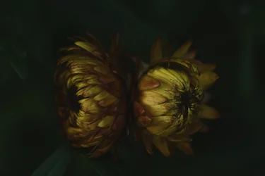 Boutons de fleurs dorés