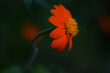 Fleur orange éclatante