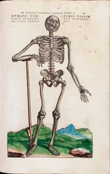 Humani Corporis Ossium, illustration de "De Humani Corporis Fabrica Libri Septem" par Andreas Vesalius