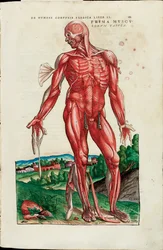 Prima Musculorum Tabula, illustration de "De Humani Corporis Fabrica Libri Septem" par Andreas Vesalius