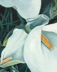 Élégants lis calla