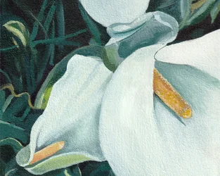 Élégants lys blancs