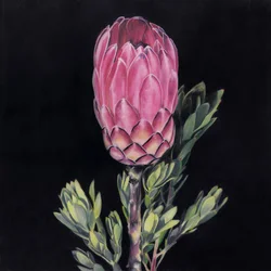 Une protéa rose éclatante