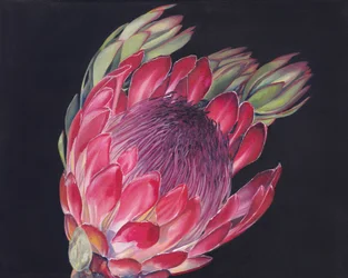 Une fleur de protéa éclatante