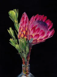 Fleurs éclatantes de protéa