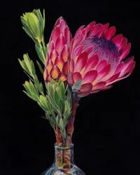 Des fleurs de protéa aux couleurs éclatantes