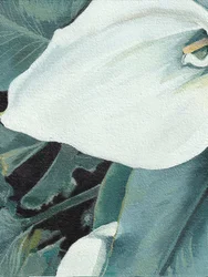 Fleur de calla blanche